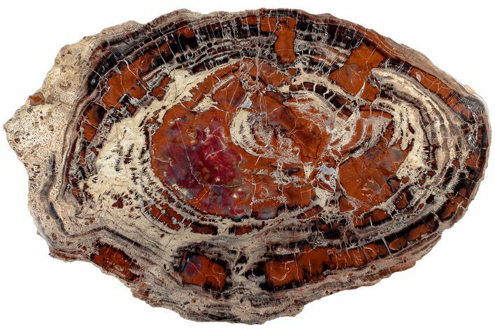 Red & Black Petrified Wood (Araucarioxylon) Round - Arizona #184746